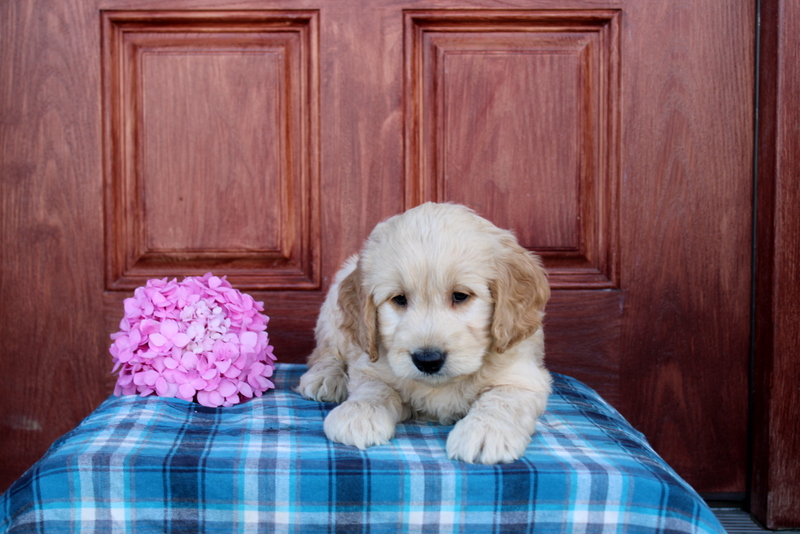 puppy, for, sale, Mini  Goldendoodle, Matthew B. Stoltzfus, dog, breeder, Gap, PA, dog-breeder, puppy-for-sale, forsale, nearby, find, puppyfind, locator, puppylocator, aca